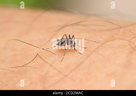 Aedes albopictus mosquito sucking some blood from human skin. The 1 of 2 main vector that spread dengue, zika, chikungunya viruses to human Stock Photo