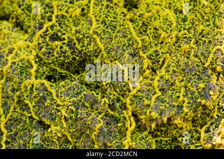 Yellow slime mold / mould (physarum sp) on the tropical forest ground Stock Photo