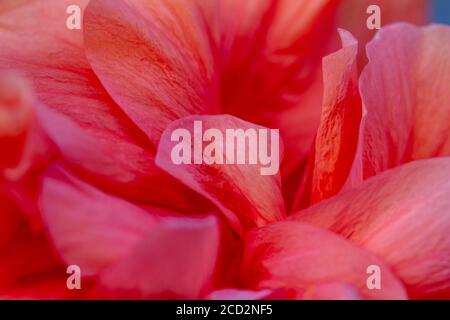 Macro abstract art texture background view of a beautiful single double hibiscus flower with showy ruffled pink color petals Stock Photo