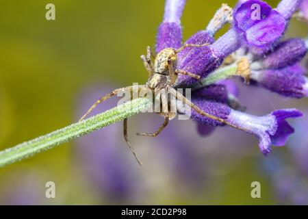 small garden brown spider waiting for its prey on lavender. Europe, Czech Republic wildlife Stock Photo