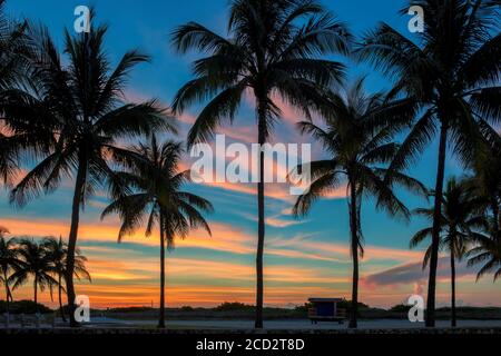 Palm trees silhouette in beautiful sunrise in Miami Beach, Florida Stock Photo