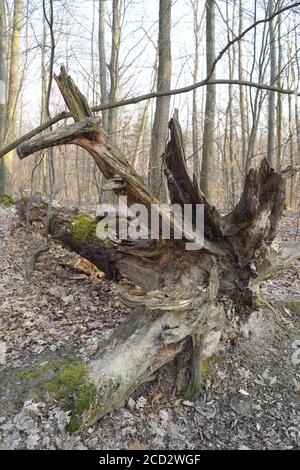 Star shaped root in the forest Stock Photo