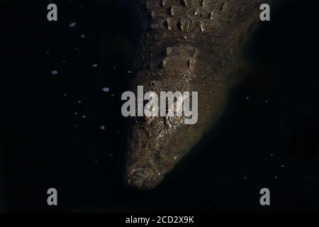 A nile crocodile submerged under dark water in Kruger National Park, South Africa Stock Photo