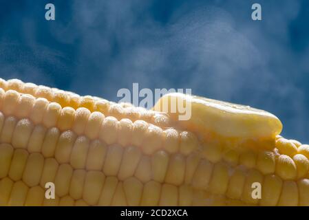 Closeup of a steaming organic corn cob with a piece of melting butter on top. Blue background Stock Photo