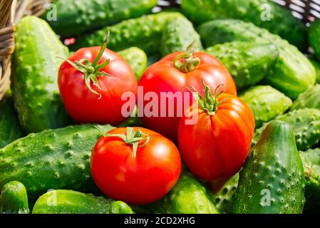 cucumbers and tomatoes in a wicker basket close-up. village eco food home gardening concept. Stock Photo