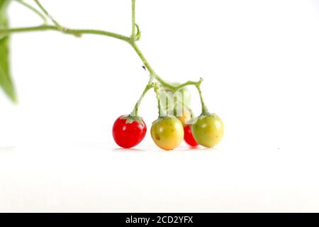 red currant on a white background,shallow dof Stock Photo