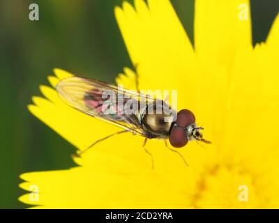 Hoverfly on dandelion Stock Photo