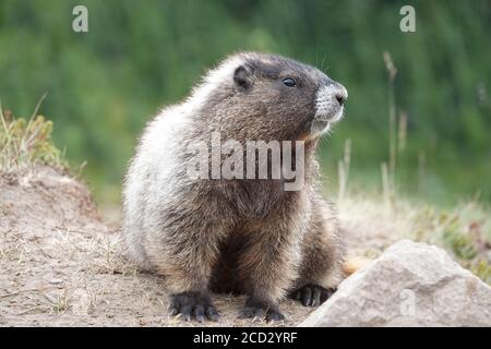 Hoary marmot (Marmota caligata) in Mount Rainier National Park Stock Photo