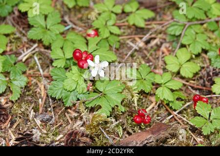Rubus pedatus - species of raspberry known as five-leaved bramble, strawberry-leaf raspberry, and creeping raspberry Stock Photo