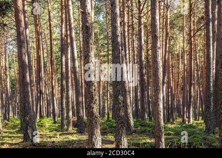 Summer afternoon in a pine tree (Pinus Sylvestris) forest. Fern is growing at the base of the trees and the sun is shining through the trees. Stock Photo