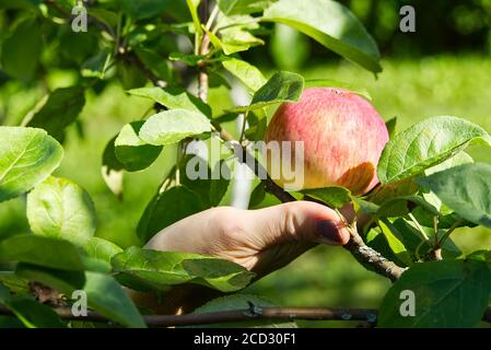 woman Hand Picking a Ripe Apple from apple tree in sunny summer day. eco food home gardening concept. Stock Photo