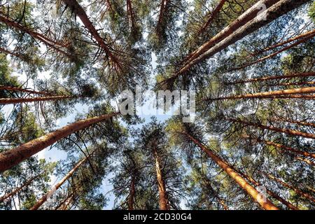 Picture from below of pine trees (Pinus Sylvestris, Scot Pine) creating a circular shape against the blue sky. Stock Photo