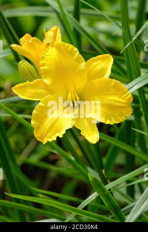 Hemerocallis lilioasphodelus. Yellow daylily. Hemerocallis flava. Yellow flowers, green foliage background Stock Photo