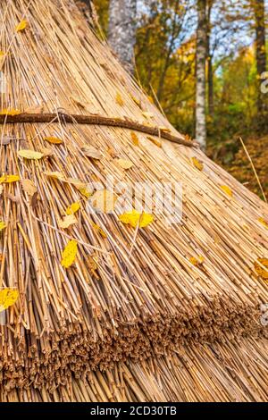 Thatched roof of a reed on a hut in the forest with autumn leaves Stock Photo