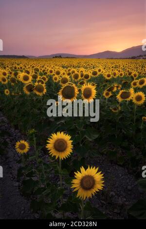 Sunflowers field at sunset in Les Alcusses de Moixent (Valencia - Spain) Stock Photo