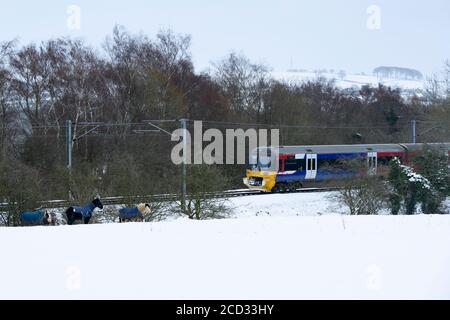 Commuter railway train 333, travelling past horses in snow-covered rural field on cold snowy winter's day - Burley in Wharfedale, West Yorkshire UK. Stock Photo