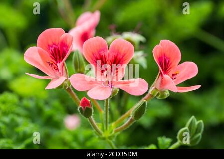 Geranium blooms on stem outdoors Stock Photo