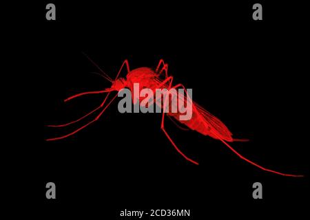 Mosquito Red Danger Concept - Encephalitis, Yellow Fever, Malaria Disease, Mayaro or Zika Virus Infected Parasite Insect Isolated on Black Background Stock Photo