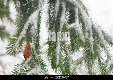 Pseudotsuga also known as Douglas fir, Oregon pine, Columbian pine. Cones under snow. Wintertime. Stock Photo