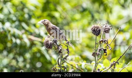 Chongqing, Chongqing, China. 26th Aug, 2020. SichuanÃ¯Â¼Å'CHINA-The red rosefinch was listed on the IUCN Red List of Endangered Species in 2012, and is known as the ''star bird'' in Jfoshan because its male feathers are eye-catching like blood. From July to September every year, the smoke pipe thistle fruit on The Golden Buddha Mountain attracts the wine rosefinch or prey among the flowers, or stay on the branches to play, becoming a beautiful scenery on the Golden Buddha Mountain. Credit: SIPA Asia/ZUMA Wire/Alamy Live News Stock Photo