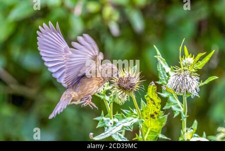 Chongqing, Chongqing, China. 26th Aug, 2020. SichuanÃ¯Â¼Å'CHINA-The red rosefinch was listed on the IUCN Red List of Endangered Species in 2012, and is known as the ''star bird'' in Jfoshan because its male feathers are eye-catching like blood. From July to September every year, the smoke pipe thistle fruit on The Golden Buddha Mountain attracts the wine rosefinch or prey among the flowers, or stay on the branches to play, becoming a beautiful scenery on the Golden Buddha Mountain. Credit: SIPA Asia/ZUMA Wire/Alamy Live News Stock Photo