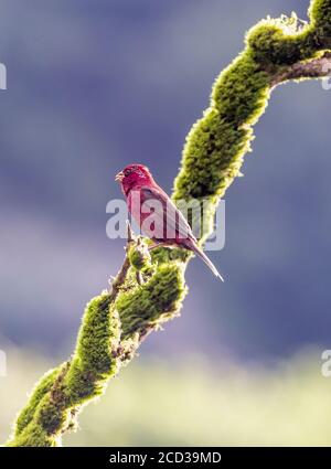 Chongqing, Chongqing, China. 26th Aug, 2020. SichuanÃ¯Â¼Å'CHINA-The red rosefinch was listed on the IUCN Red List of Endangered Species in 2012, and is known as the ''star bird'' in Jfoshan because its male feathers are eye-catching like blood. From July to September every year, the smoke pipe thistle fruit on The Golden Buddha Mountain attracts the wine rosefinch or prey among the flowers, or stay on the branches to play, becoming a beautiful scenery on the Golden Buddha Mountain. Credit: SIPA Asia/ZUMA Wire/Alamy Live News Stock Photo