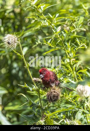 Chongqing, Chongqing, China. 26th Aug, 2020. SichuanÃ¯Â¼Å'CHINA-The red rosefinch was listed on the IUCN Red List of Endangered Species in 2012, and is known as the ''star bird'' in Jfoshan because its male feathers are eye-catching like blood. From July to September every year, the smoke pipe thistle fruit on The Golden Buddha Mountain attracts the wine rosefinch or prey among the flowers, or stay on the branches to play, becoming a beautiful scenery on the Golden Buddha Mountain. Credit: SIPA Asia/ZUMA Wire/Alamy Live News Stock Photo