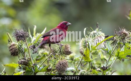 Chongqing, Chongqing, China. 26th Aug, 2020. SichuanÃ¯Â¼Å'CHINA-The red rosefinch was listed on the IUCN Red List of Endangered Species in 2012, and is known as the ''star bird'' in Jfoshan because its male feathers are eye-catching like blood. From July to September every year, the smoke pipe thistle fruit on The Golden Buddha Mountain attracts the wine rosefinch or prey among the flowers, or stay on the branches to play, becoming a beautiful scenery on the Golden Buddha Mountain. Credit: SIPA Asia/ZUMA Wire/Alamy Live News Stock Photo