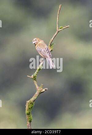 Chongqing, Chongqing, China. 26th Aug, 2020. SichuanÃ¯Â¼Å'CHINA-The red rosefinch was listed on the IUCN Red List of Endangered Species in 2012, and is known as the ''star bird'' in Jfoshan because its male feathers are eye-catching like blood. From July to September every year, the smoke pipe thistle fruit on The Golden Buddha Mountain attracts the wine rosefinch or prey among the flowers, or stay on the branches to play, becoming a beautiful scenery on the Golden Buddha Mountain. Credit: SIPA Asia/ZUMA Wire/Alamy Live News Stock Photo