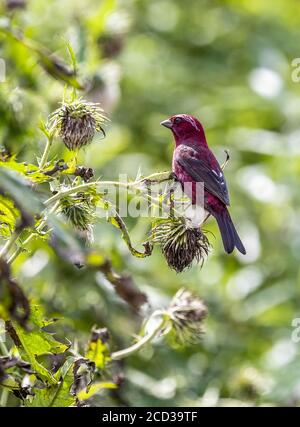 Chongqing, Chongqing, China. 26th Aug, 2020. SichuanÃ¯Â¼Å'CHINA-The red rosefinch was listed on the IUCN Red List of Endangered Species in 2012, and is known as the ''star bird'' in Jfoshan because its male feathers are eye-catching like blood. From July to September every year, the smoke pipe thistle fruit on The Golden Buddha Mountain attracts the wine rosefinch or prey among the flowers, or stay on the branches to play, becoming a beautiful scenery on the Golden Buddha Mountain. Credit: SIPA Asia/ZUMA Wire/Alamy Live News Stock Photo