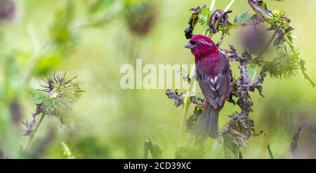 Chongqing, Chongqing, China. 26th Aug, 2020. SichuanÃ¯Â¼Å'CHINA-The red rosefinch was listed on the IUCN Red List of Endangered Species in 2012, and is known as the ''star bird'' in Jfoshan because its male feathers are eye-catching like blood. From July to September every year, the smoke pipe thistle fruit on The Golden Buddha Mountain attracts the wine rosefinch or prey among the flowers, or stay on the branches to play, becoming a beautiful scenery on the Golden Buddha Mountain. Credit: SIPA Asia/ZUMA Wire/Alamy Live News Stock Photo