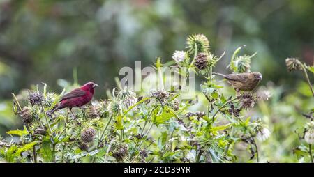 Chongqing, Chongqing, China. 26th Aug, 2020. SichuanÃ¯Â¼Å'CHINA-The red rosefinch was listed on the IUCN Red List of Endangered Species in 2012, and is known as the ''star bird'' in Jfoshan because its male feathers are eye-catching like blood. From July to September every year, the smoke pipe thistle fruit on The Golden Buddha Mountain attracts the wine rosefinch or prey among the flowers, or stay on the branches to play, becoming a beautiful scenery on the Golden Buddha Mountain. Credit: SIPA Asia/ZUMA Wire/Alamy Live News Stock Photo