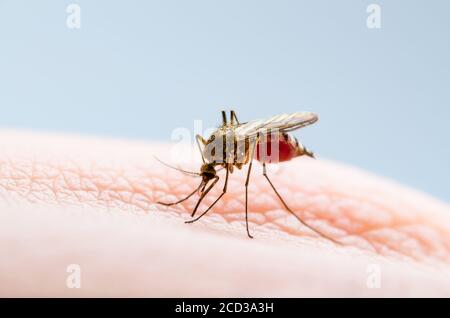 Dangerous Zika Infected Mosquito Skin Bite. Leishmaniasis, Encephalitis, Yellow Fever, Dengue, Malaria Disease, Mayaro or Zika Virus Infectious Culex Stock Photo