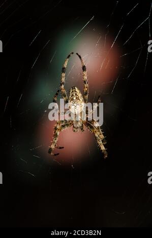 Macro view of cross spider Araneus diadematus in cobweb over light spot on dark background Stock Photo