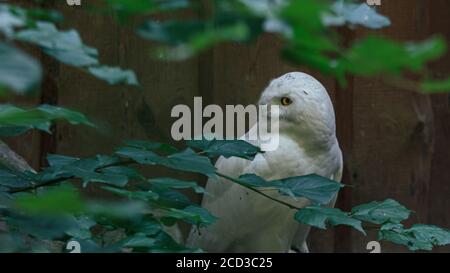 White owl fluffy beautiful bird mother looking around Stock Photo