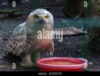 White owl fluffy beautiful bird dady with yellow eyes looking on you Stock Photo