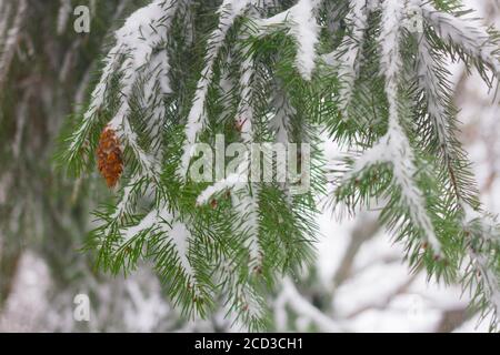 Pseudotsuga also known as Douglas fir, Oregon pine, Columbian pine. Cones under snow. Wintertime. Stock Photo