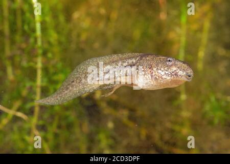 marsh frog, lake frog (Rana ridibunda, Pelophylax ridibundus), two-legged tadpole, swimming, Germany Stock Photo