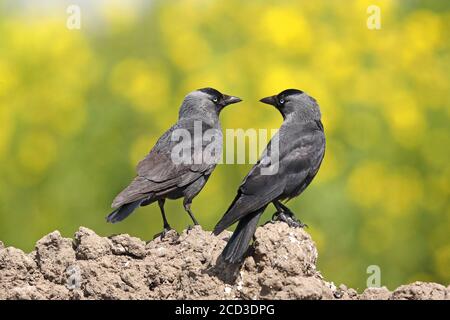 jackdaw (Corvus monedula, Coloeus monedula), two jackdaws stand on a mound, Netherlands, Frisia Stock Photo