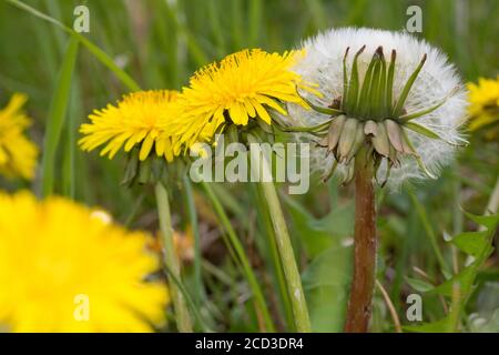common dandelion (Taraxacum officinale), blooming and fruiting dandelion meadow, Germany Stock Photo