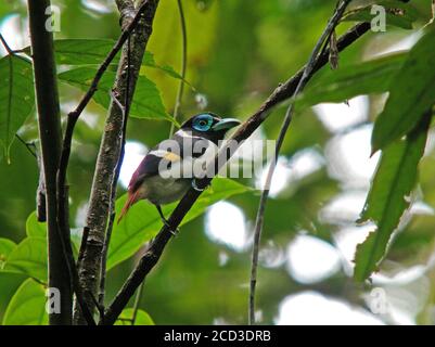 Mindanao Wattled Broadbill, Wattled broadbill, Mindanao broadbill (Sarcophanops steerii), perching on a branch, side view, Philippines Stock Photo