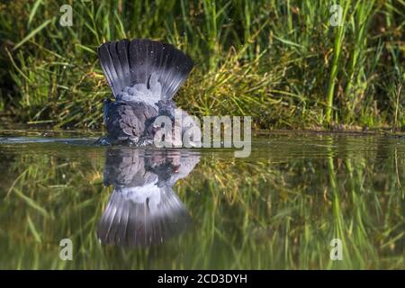 wood pigeon (Columba palumbus), bathing, front view, Italy, Stagno dei Cavalieri Stock Photo