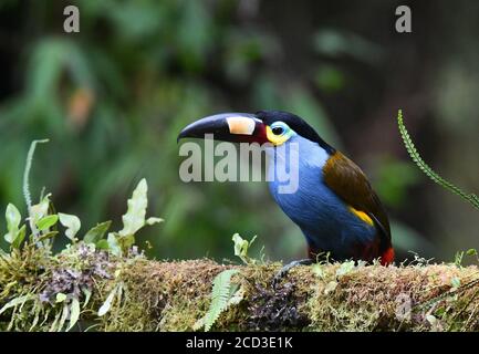 plate-billed mountain toucan (Andigena laminirostris), perched on a branch with epiphytes, Ecuador, Bellavista Reserve Stock Photo