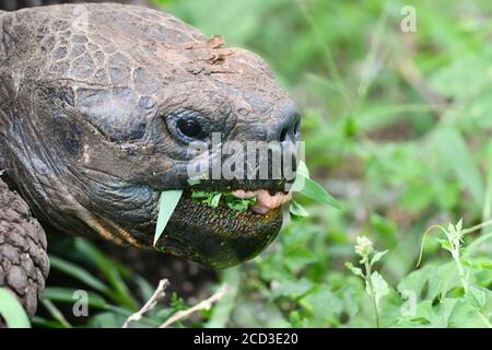 Galapagos tortoise, Galapagos giant tortoise, porteri (Chelonoidis nigra porteri, Geochelone elephantopus porteri, Geochelone nigra porteri, Testudo Stock Photo