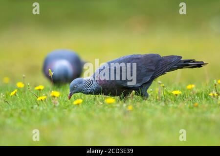 trocaz pigeon (Columba trocaz), foraging in a dandelion meadow, side view, Madeira Stock Photo