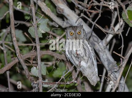 pallid scops owl (Otus brucei), perched in a tree during the night, Asia Stock Photo