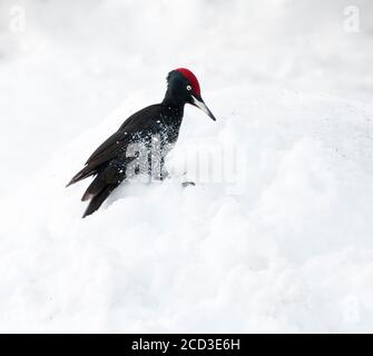 black woodpecker (Dryocopus martius), Adult landing in the snow in a forest clearing, searching for fallen pine seeds, Finland, Kuusamo Stock Photo