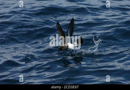 white-bellied storm petrel (Fregetta grallaria), flying out of the water, New Zealand Stock Photo