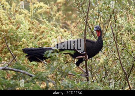 white-winged guan (Penelope albipennis), perching on a branch on a tree, Peru, Chaparri Private Conservation Area Stock Photo