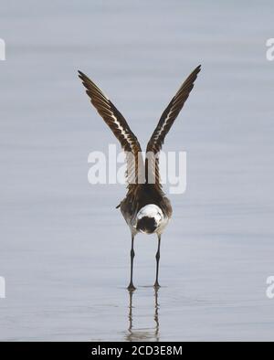 hudsonian godwit (Limosa haemastica), standing in shallow water and stretching the wings, second or third record for the archipelago, Ecuador, Stock Photo